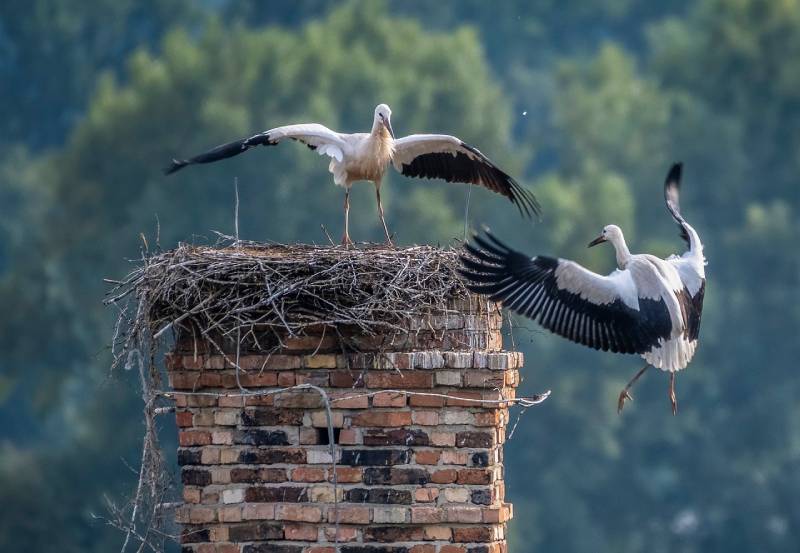 Professional Chimney Animal Removal Services in Dearborn, Michigan