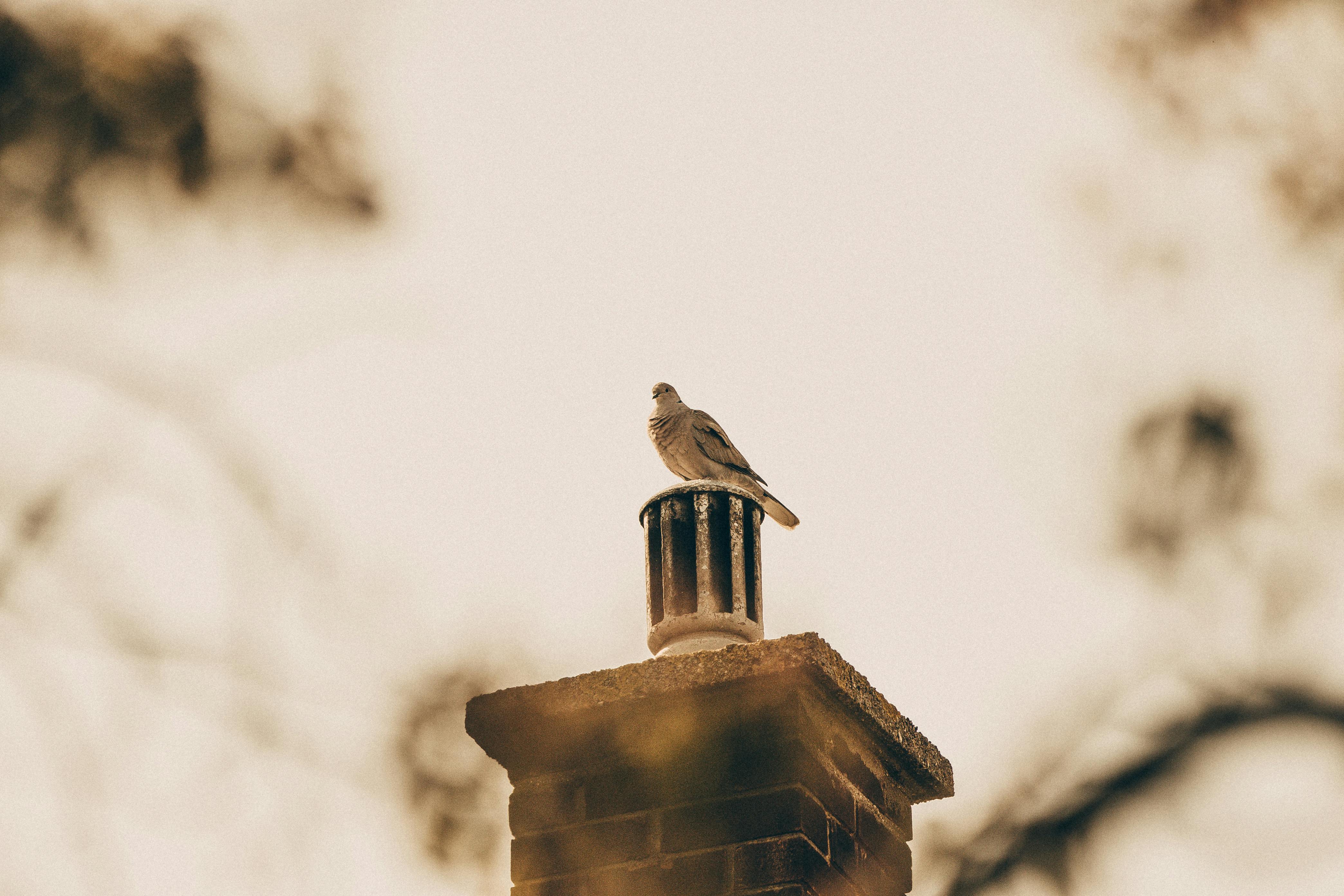 Expert Chimney Cap Installation in Dearborn, Michigan